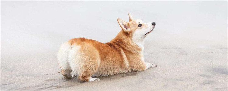 柯基不立耳是不是不纯 如何辅助柯基立耳