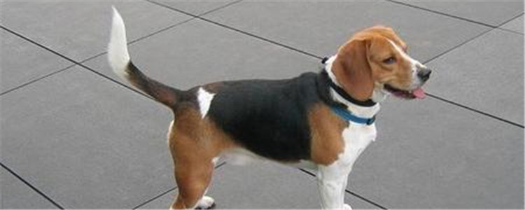 比格犬是不是特爱叫 它爱叫的背后有什么原因