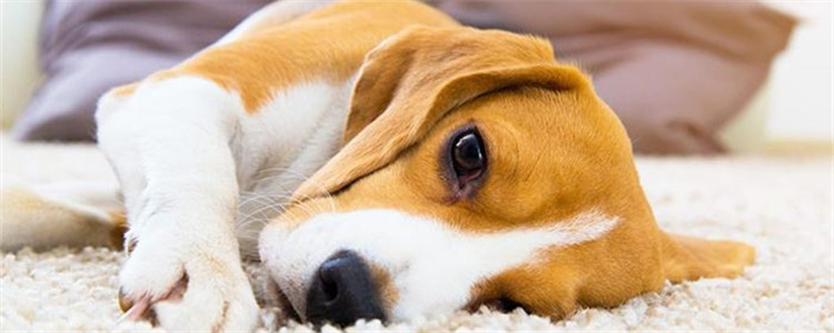 狗狗产后缺钙急救办法有哪些 不及时补钙可导致狗狗死亡
