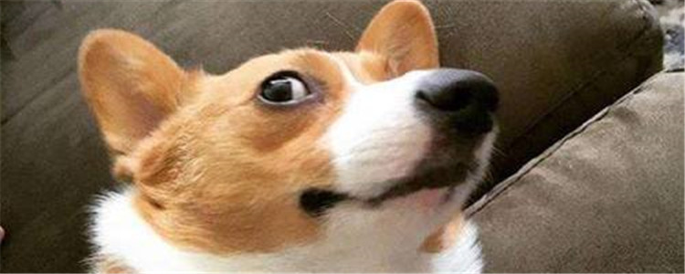 柯基会不会游泳 怎样能使柯基成为游泳健将