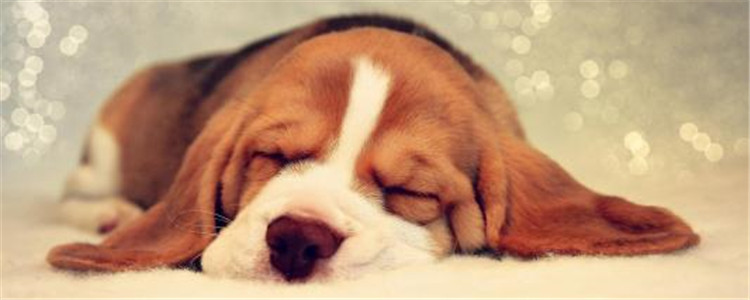 狗狗嗓子呼噜呼噜的 不引起重视可能会导致狗狗死