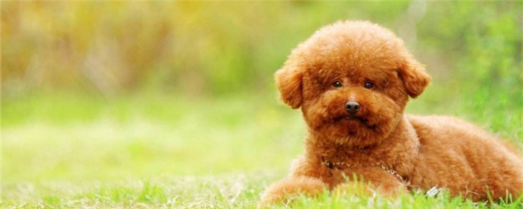 泰迪粘人吗 泰迪狗皮膏药的表现都有哪些