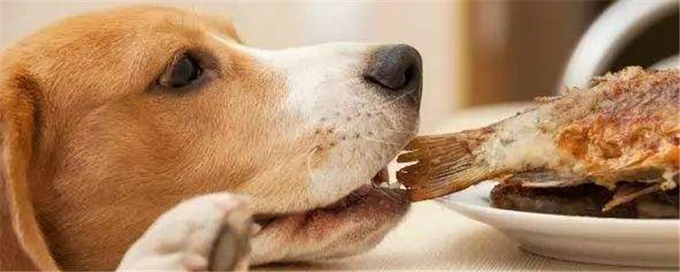 自制狗狗零食教程 纯天然无添加美味又健康