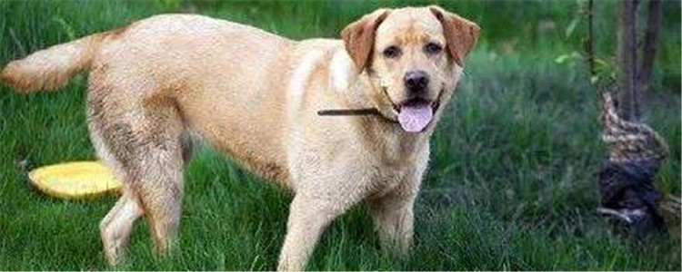 狗寸步不离主人的原因是什么 多花点时间陪陪你的狗子吧