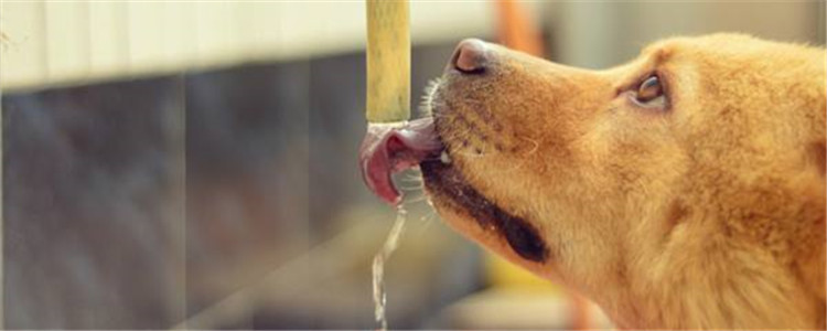 狗能喝人喝的纯牛奶吗 狗狗能喝的牛奶有哪些