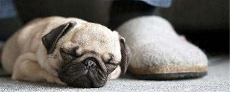 狗狗突然变得很嗜睡 狗狗会不会一觉不醒