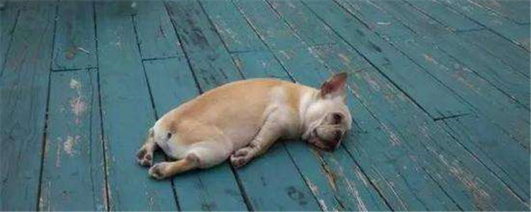 狗狗突然很害怕到处躲 是不是它感觉自己快死了