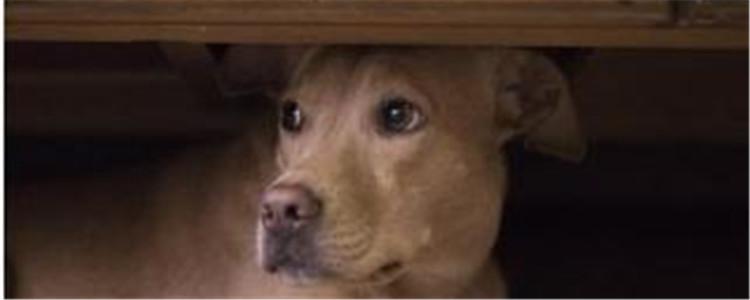 狗狗往床下钻是生病吗 狗狗往床下钻代表着什么