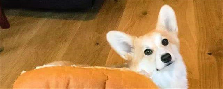 柯基吃什么长胖 这样吃能让柯基白白胖胖