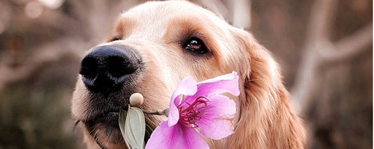 柯基能剃毛吗 柯基剃毛会让狗狗不适