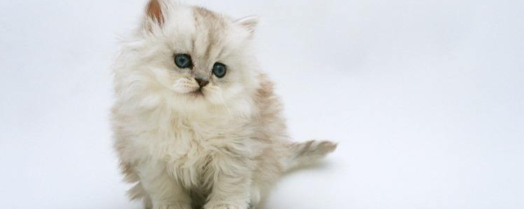 怎么给猫洗澡 给猫洗澡要注意什么