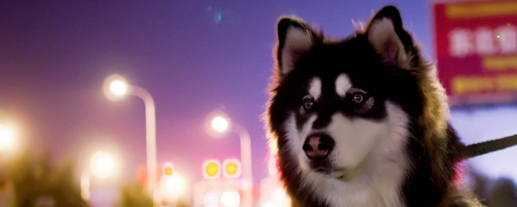 阿拉斯加吃什么毛色好 阿拉斯加吃什么好