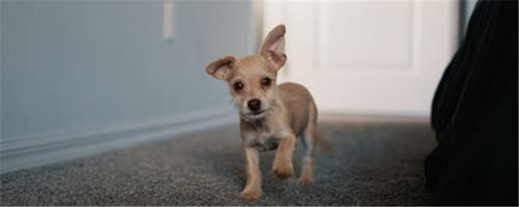 狗狗埋在土里多久腐烂 狗狗死后千万不能随便乱埋