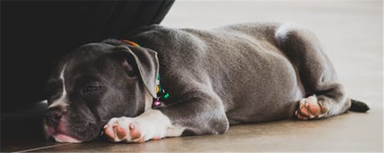 狗狗隐睾能活几年 狗命重要还是蛋蛋重要