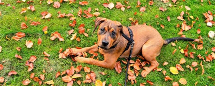 狗狗蛋蛋掉皮什么情况 怎样帮助狗狗重振雄风