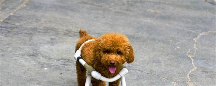 泰迪狗狗能吃鸡蛋吗 吃鸡蛋有什么好处和坏处