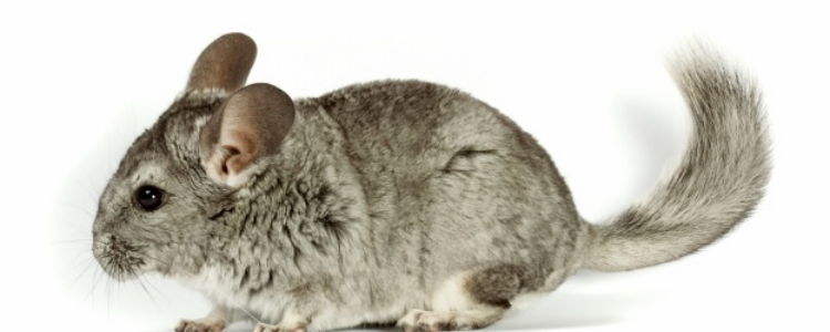 被龙猫咬了要打针吗 避免龙猫咬人方法