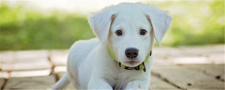 狗狗肚子硬硬的不精神 狗狗为什么会肚子变硬