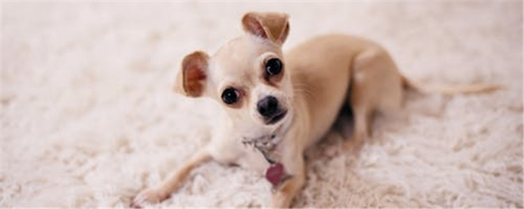 狗狗肚脐眼鼓包咋办 这种怪病治得好吗