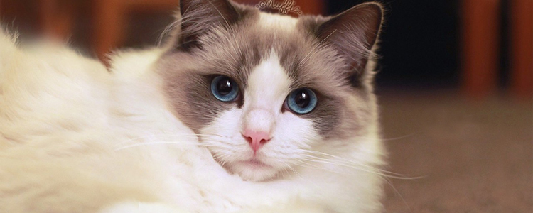 猫尿味怎么去除 用对技巧家里终于不臭了