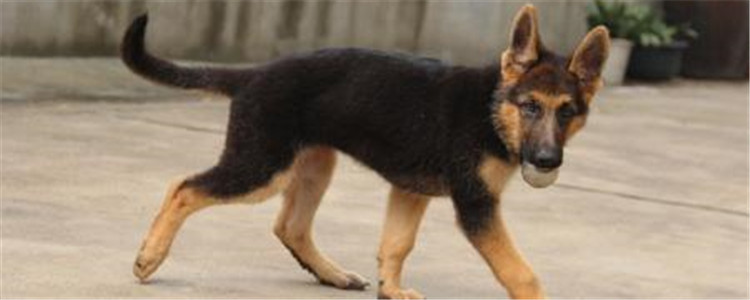 为什么养昆明犬的不多 四个原因告诉你