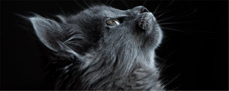 猫咪的喂食时间和次数 如何合理科学的喂养猫咪