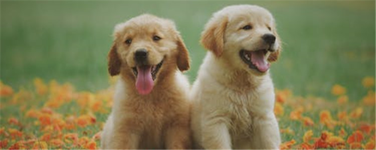 金毛犬的5大缺点 劝你最好别养