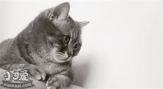 发腮是什么意思 什么食物可以促进猫咪发腮