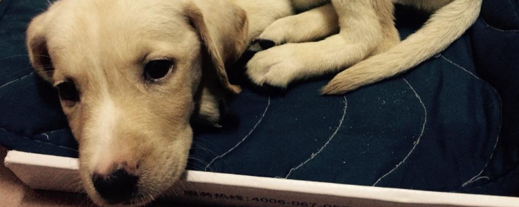 拉布拉多的训练方式 训练拉布拉多的注意事项