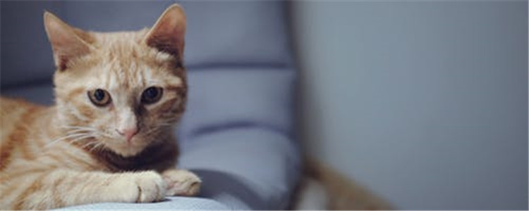 小猫发烧能自愈吗 如何确认猫咪是否发烧