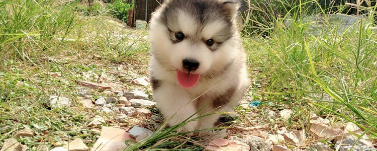 阿拉斯加幼犬吃什么长的快 阿拉斯加幼犬饮食推荐