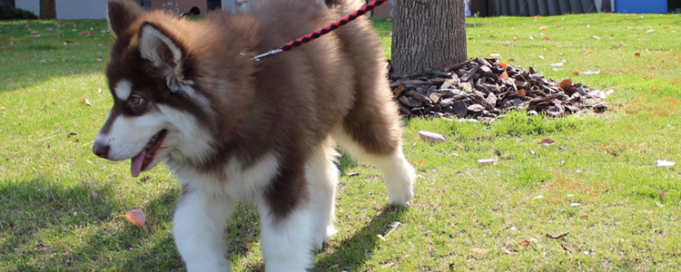阿拉斯加吃什么长得好 阿拉斯加犬饮食推荐