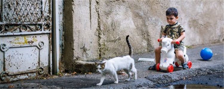 静电对猫有什么危害 如何预防猫身上的静电
