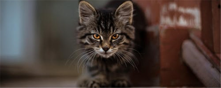 猫吃什么胖的最快 猫太瘦了怎么增肥