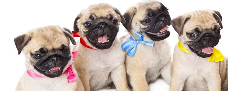 狗怀孕几个月生小狗 狗怀孕期间怎么照顾