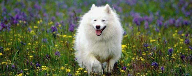 萨摩耶有什么缺点 养萨摩耶你做好心理准备了吗