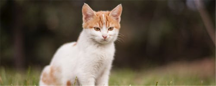 猫离家出走回来的几率是多少 怎样能找到离家出走的猫