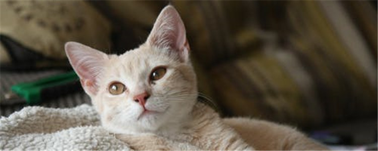 猫口臭要怎么治 猫为什么也会有口臭