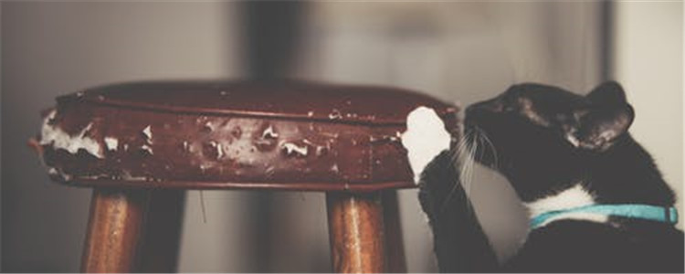 猫拉肚子怎么办 猫为什么会拉肚子