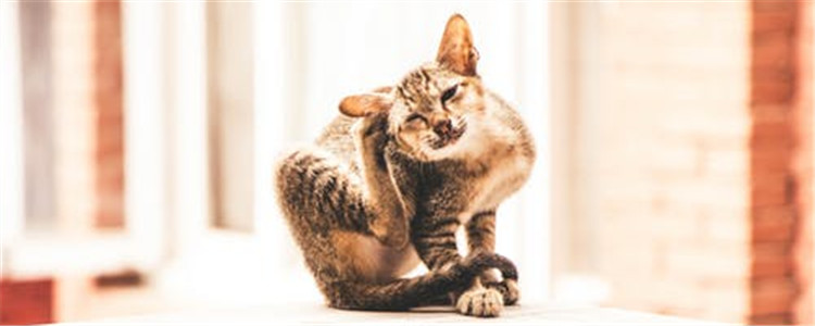 猫寄生虫会传染给人吗 人感染了寄生虫会怎么样