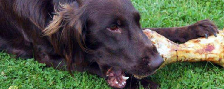 狗不吃饭怎么办 别着急,找对原因再解决!