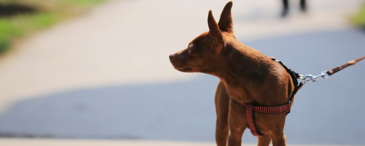 怎么给小鹿犬洗澡 小鹿犬洗澡注意事项
