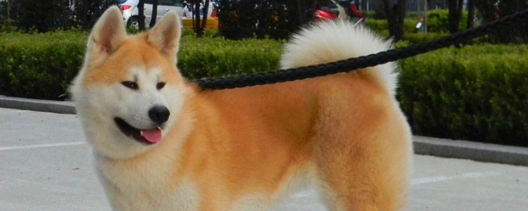 秋田犬怎么养吃什么 养秋田犬前你需要了解清楚！