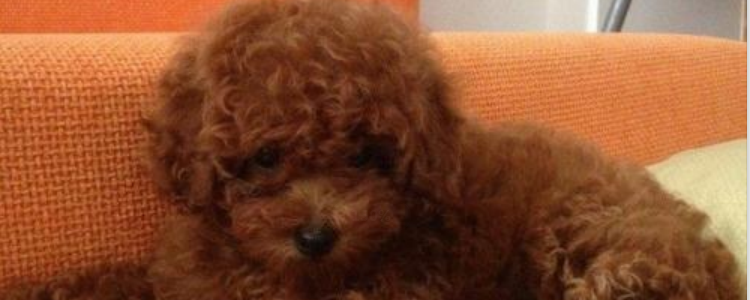 泰迪犬的缺点 你知道泰迪的这些缺点吗