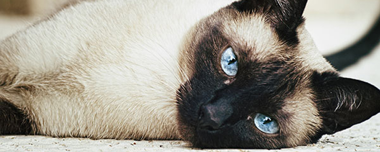 爪哇猫幼猫怎么喂养 爪哇猫幼猫的喂养方法