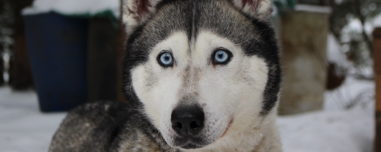 哈士奇可以吃鸡蛋吗 哈士奇吃鸡蛋有好处吗