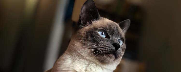 猫咪闹猫症状有哪些 猫咪闹猫症状介绍