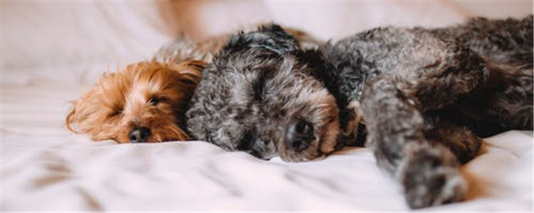 最受欢迎的十大宠物狗有哪些 其中有你喜欢的吗