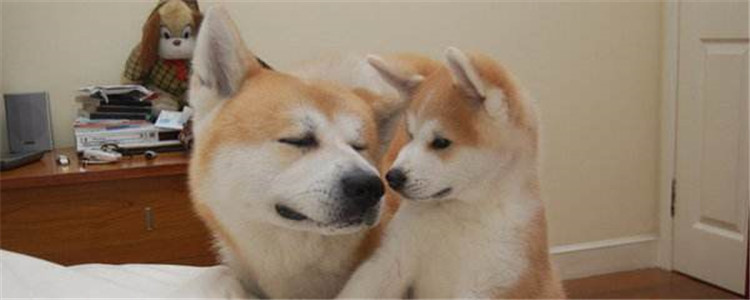 柴犬和秋田犬的区别是什么 如何准确的区分柴犬和秋田犬