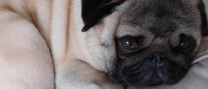 巴哥的优点及缺点 看完再决定要不要养！